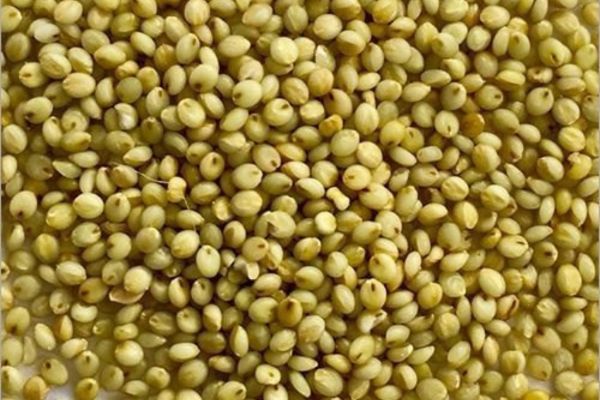 8. Browntop Millet (Korale) (Chhoti Kangani)