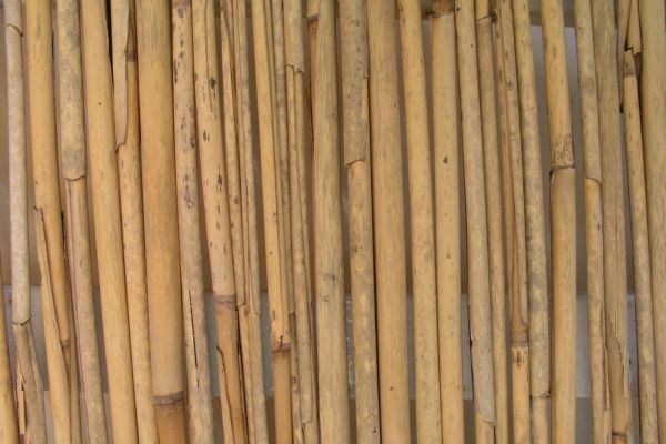 Bamboo