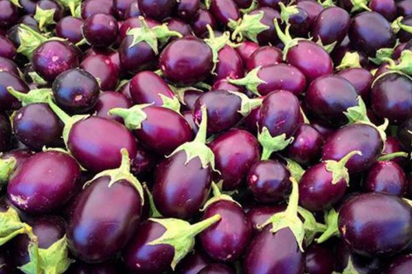 Brinjal (EggplantAubergine)