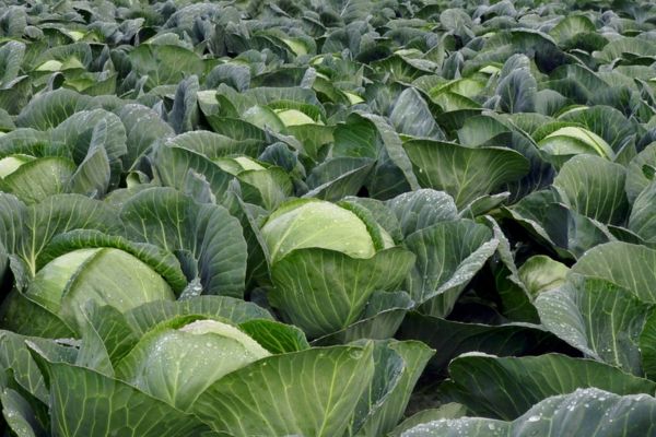 Cabbage