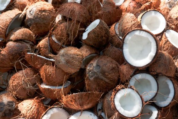 Coconut