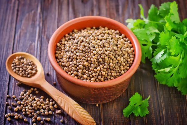 Coriander