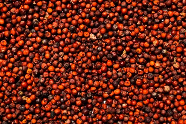 Finger Millet (Ragi)