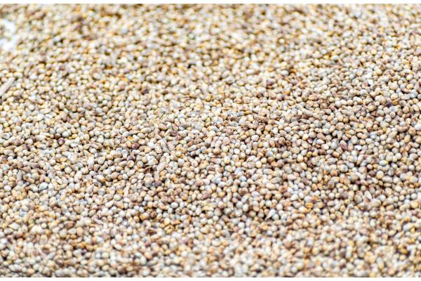 Foxtail Millet (Italian Millet) (Bajra)