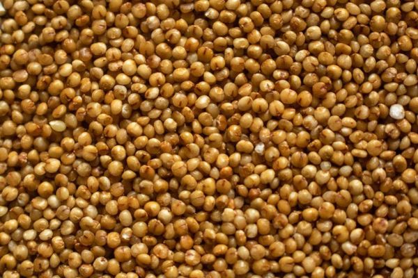 Kodo Millet (Varagu) (Kedrav Dhan)