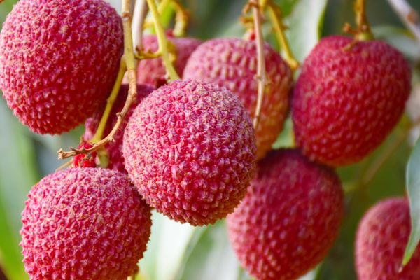 Litchi