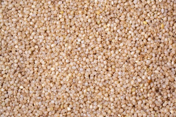 Little Millet (Suan Samai) (Small Bajra)