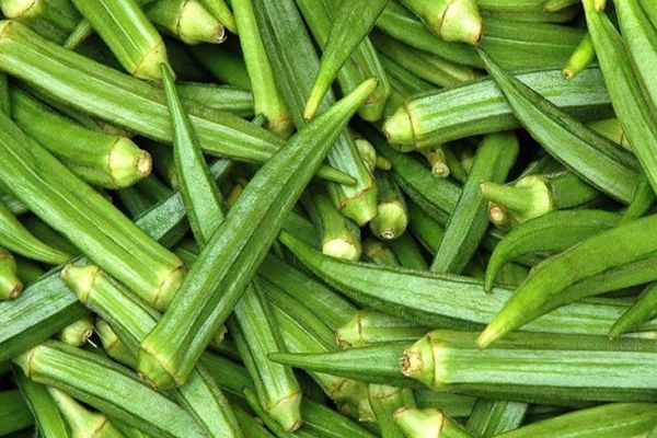 Okra