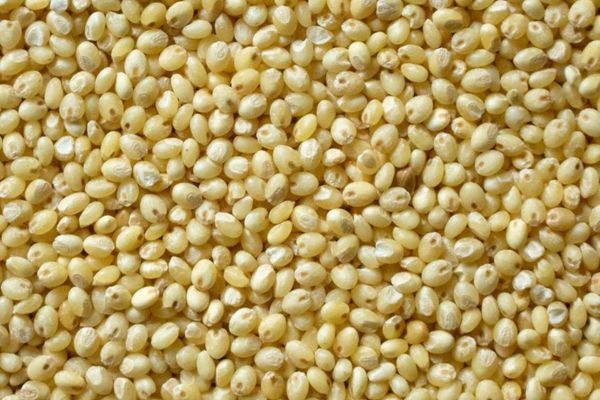 Proso Millet (Panivaragu) (Chena Bajra)