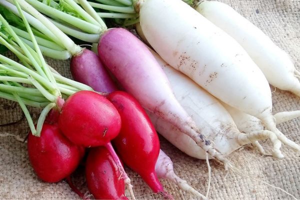 Radish