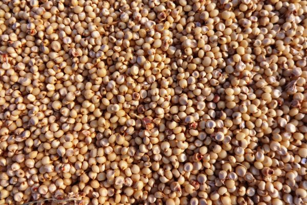 Sorghum (Jowar)